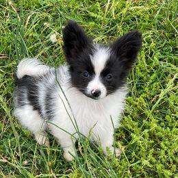 Yankee - White and black male Papillon puppy in Bradyville, Tennessee from Pinnacle Papillons
