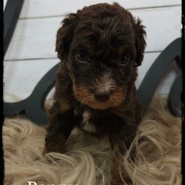 Penny - Red tri-color female Aussiedoodle puppy in Farley, Iowa from Iowa's Doodle Co.