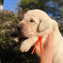 Orange - Light golden female Golden Retriever puppy in Harrisburg, North Carolina from Bunn Ranch Goldens & Bernese