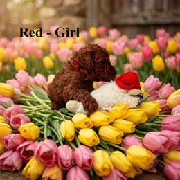 Girl 4 - Red  female Poodle puppy in Mc Henry, Illinois from Sunset Maple Poodles