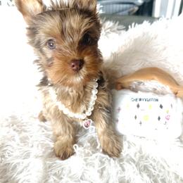 Yorkshire Terrier Puppies from Nikki’s Yorkies