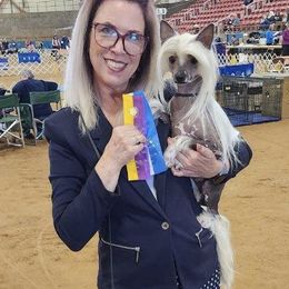Arya - Chinese Crested
