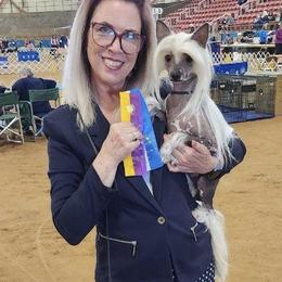 Arya - Chinese Crested