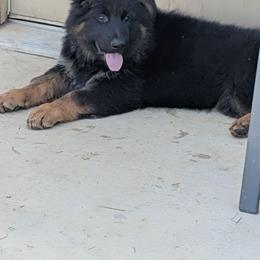 Purple - Black and red female German Shepherd puppy in Stuarts Draft, Virginia from Shengulli Shepherds