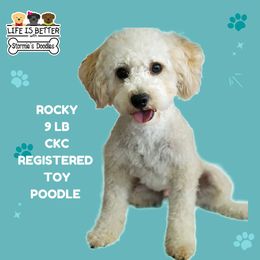 Rocky - Poodle