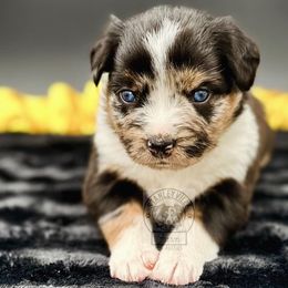 Girl 1 - Miniature Australian Shepherd puppy in Buchanan, Georgia from Stanleyville Farm Mini Aussies