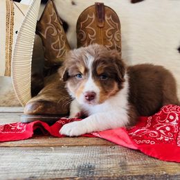 'Dana' - Red tri-color female Australian Shepherd puppy in Durand, Wisconsin from Larson’s Legacy Aussome Aussie Kennels