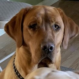 Labrador Retriever Puppies from Lynn’s English Labradors