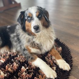 Ruby - Australian Shepherd