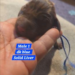 Dk blue - Liver male German Shorthaired Pointer puppy in Dahlonega, Georgia from Pointer Mountain Bird Dogs