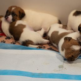 Golden Retriever and Jack Russell Terrier Puppies from Shelby Burleson's Golden Retrievers and Jack Russell Terriers
