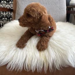 Al - Red  male Goldendoodle puppy in Davie, Florida from Daviegoldendoodles