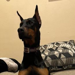 Athena - Doberman Pinscher