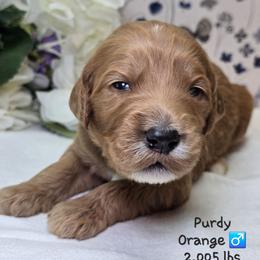 Orange - Apricot female Goldendoodle puppy in Rockledge, Florida from Stormie's Doodles