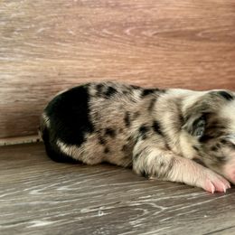 Miniature Australian Shepherd Puppies from Kyn's Kennel