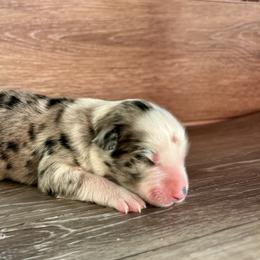 Miniature Australian Shepherd Puppies from Kyn's Kennel