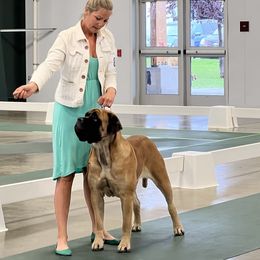 Marley - Mastiff