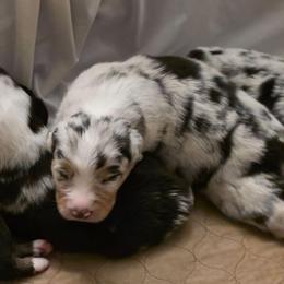 Martini boy 3 - Blue merle male Australian Shepherd puppy in Maryland from Lake Shore Australian Shepherds