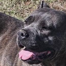 Morganza - Cane Corso