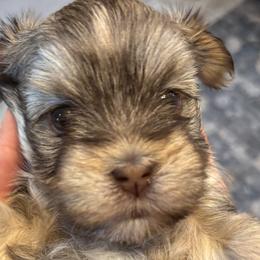 Havanese from Becky Coker