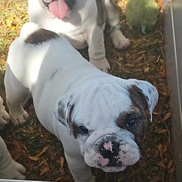 Souxie - White female Bulldog puppy in Grand Island, New York from Buckletucky Farm