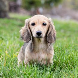 Madonna is 4800dollars - Cream female Dachshund puppy in Crystal, Michigan from Mare-bella Dachshunds