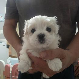 Gidget - White female Mal-Shi puppy in Belleville, Michigan from Michigan Maltese Puppies