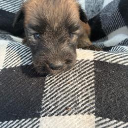 Erik - Wheaten male Soft Coated Wheaten Terrier puppy in Nokomis, Illinois from Windhill Wheatens