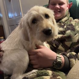 Bordoodle and Labradoodle Puppies from Howdy Doodles