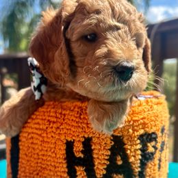 Boy 2 - Goldendoodle puppy from Doodlesoflove