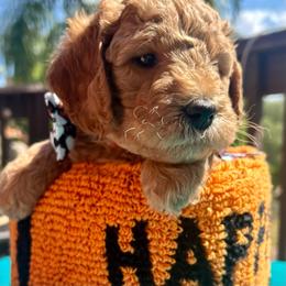 Boy 2 - Goldendoodle puppy from Doodlesoflove