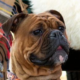 Gerty - Olde English Bulldogge
