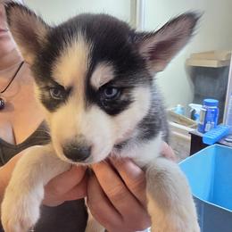 Boy 1 - Black and white male Siberian Husky puppy in Elgin, Texas from Hudson Husky