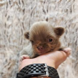 Tiny lilac boy - Chocolate blue male Chihuahua puppy in Richmond, Virginia from Breens