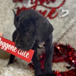 Peach Collar Girl - Black and white female Great Dane puppy in Wimberley, Texas from Heart of Texas Great Danes
