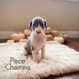 Prince Charming - White and blue male Italian Greyhound puppy in Texas from Italian Greyhounds of Frisco