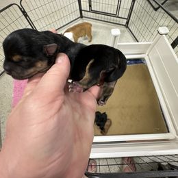 Miniature Schnauzer and Norwich Terrier Puppies from Parker Place  Puppies (Mini schnauzers and Norwich Terriers)