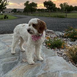 PEACHES - Goldendoodle