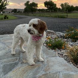 PEACHES - Goldendoodle