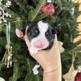 Judy - Black tri female Miniature Australian Shepherd puppy in Goldsboro, North Carolina from Maple Ridge Farm