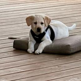 Sunny - Yellow female Labrador Retriever puppy in Tekonsha, Michigan from Asher Acres Labs