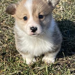 Lanie - Red and white female American Corgi puppy in Mount Carmel, Tennessee from Hidden View Farm