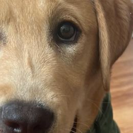 Labrador Retrievers from O’Brien Labrador Retrievers