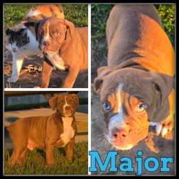 Major - Red and white male Olde English Bulldogge puppy in Merrill, Michigan from Haase Family Kennels