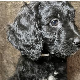 White Collar - Goldendoodle puppy in Justin, Texas from Roch Dog Ranch