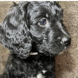 White Collar - Goldendoodle puppy in Justin, Texas from Roch Dog Ranch
