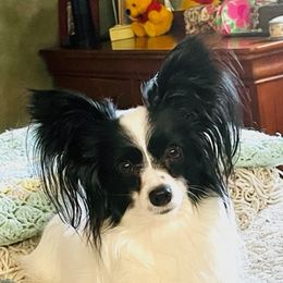 Daphne - Papillon