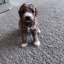 Knox - Red  male Goldendoodle puppy in Fort Myers, Florida from Gandy’s Tails of Joy