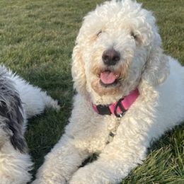 Goldendoodles from The beautiful doodles