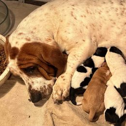 Libby - Basset Hound